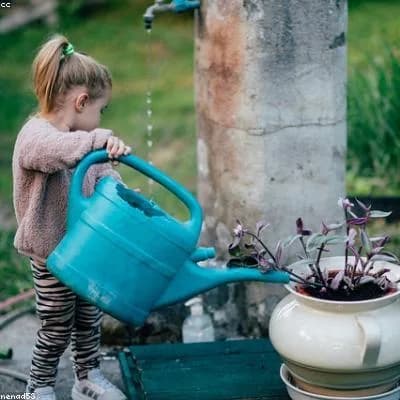 Zöld Sarok Nursery